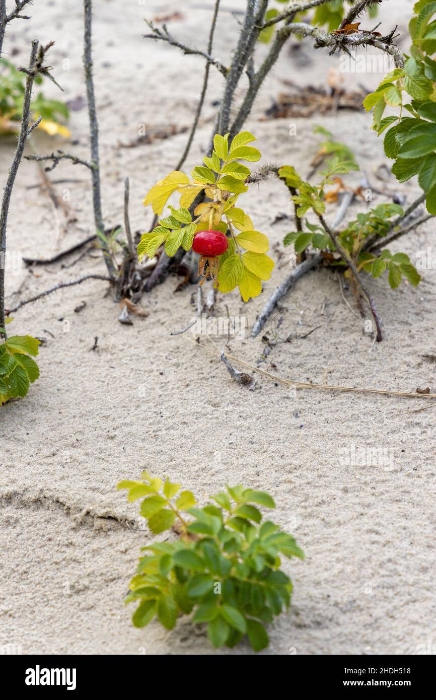 Argousier mûr sur une dune de sable au bord de la mer Baltique Banque D'Images