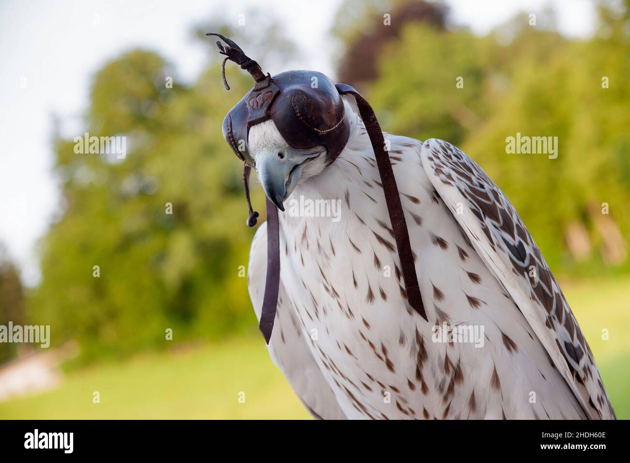 faucon, faucon gyrfalcon, faucon crest, faucon gyrfalcon,le falcon se froste Banque D'Images