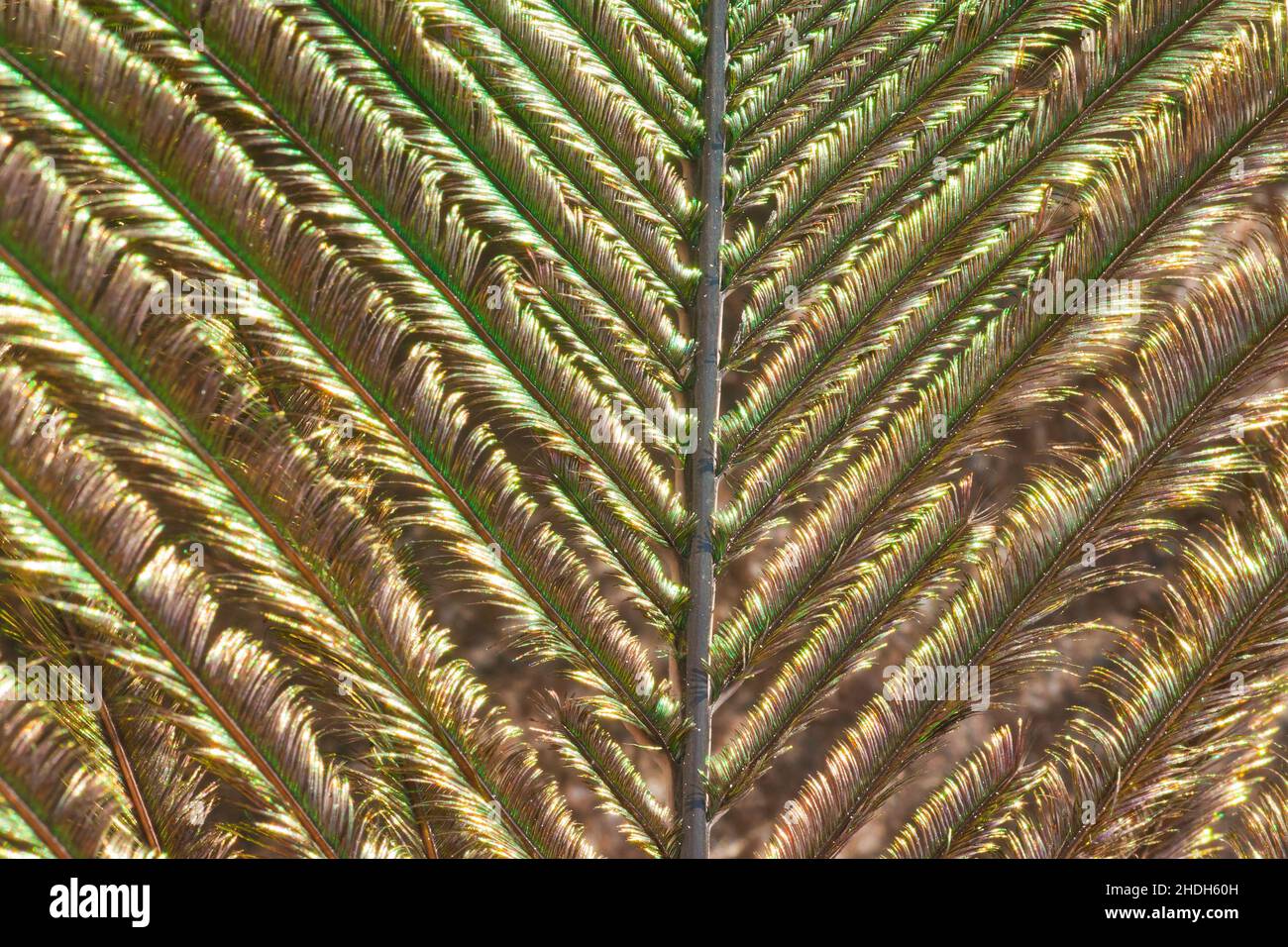 plumage, plumes de paon, plumages, plumes de paon Banque D'Images