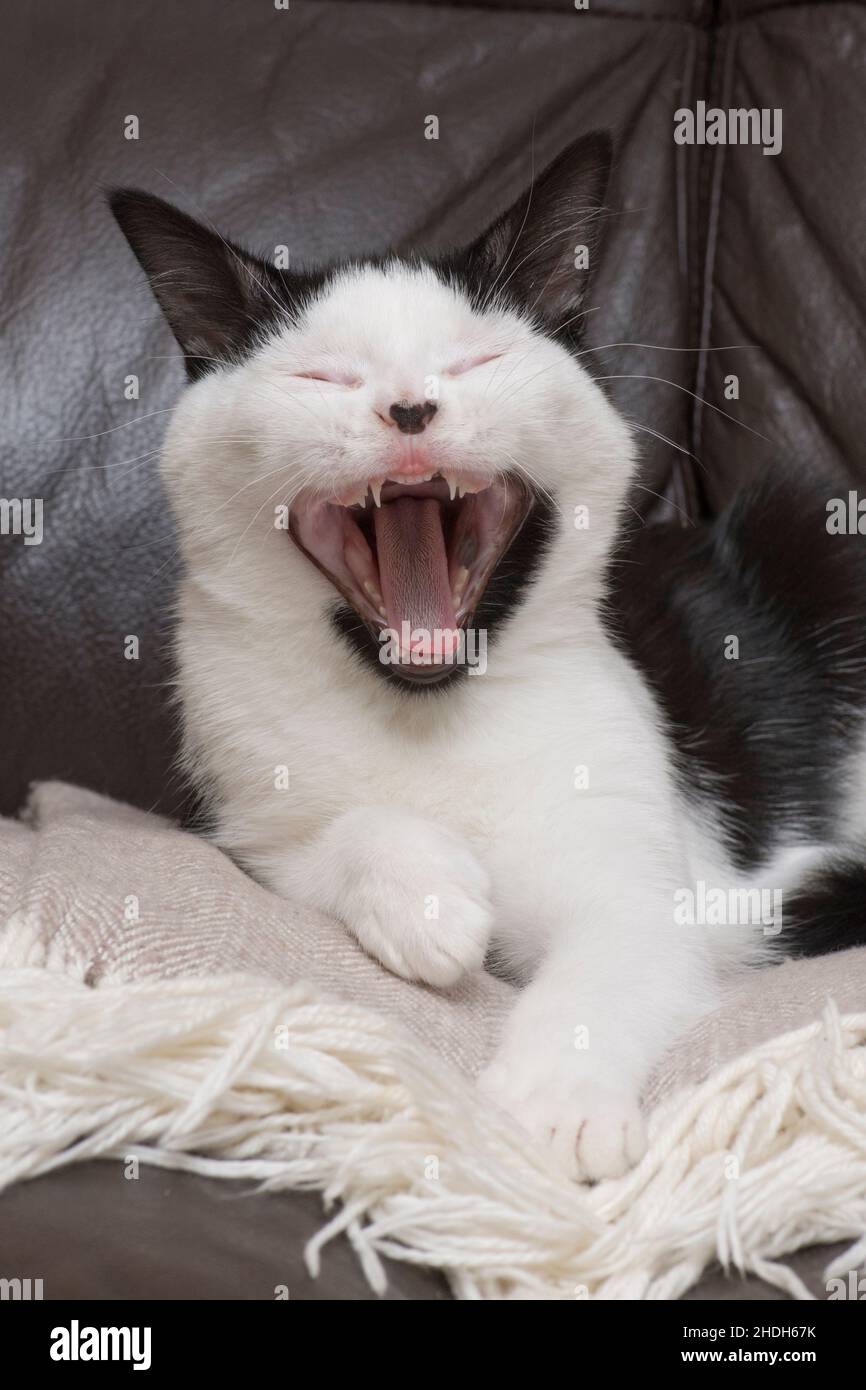 chaton bâillant après le réveil, bouche large ouverte montrant la langue et les dents Banque D'Images