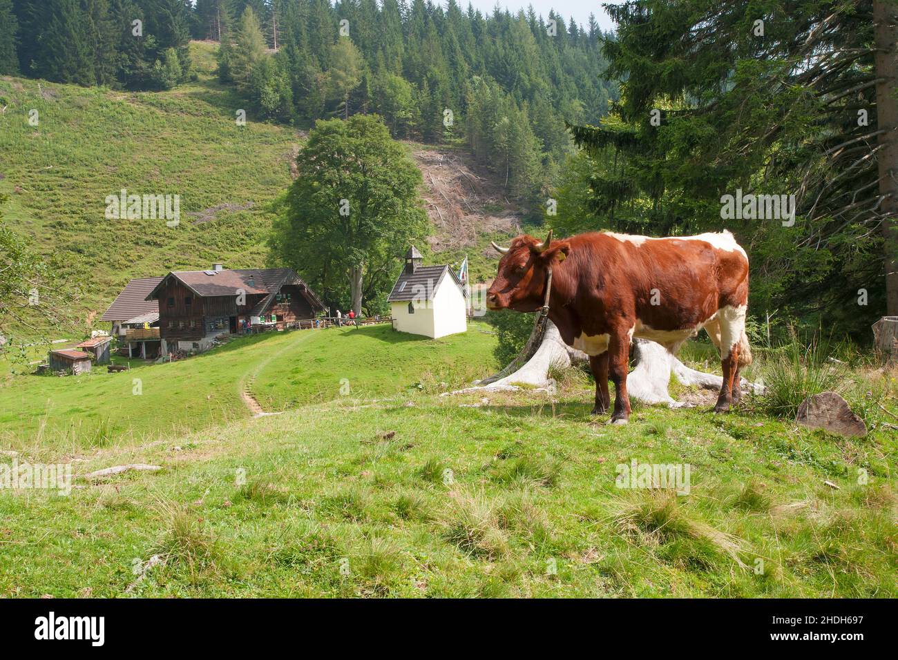 vache, pâturage, steiner alm, vaches, pâturages,steiner alms Banque D'Images