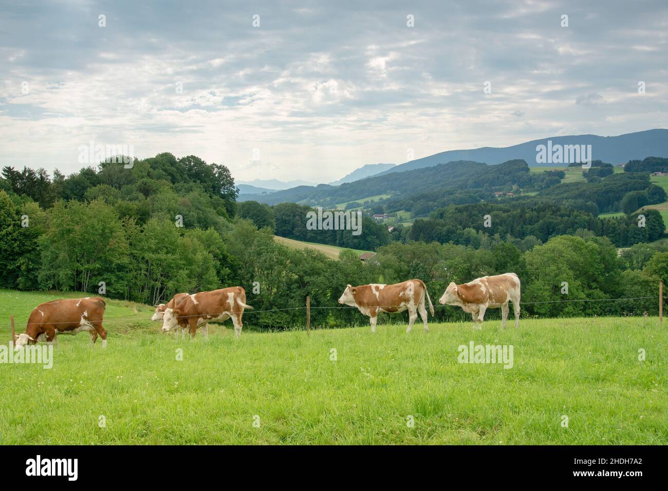 troupeau de vaches, vaches, laiterie, troupeaux, vache,laiteries, ferme laitière Banque D'Images