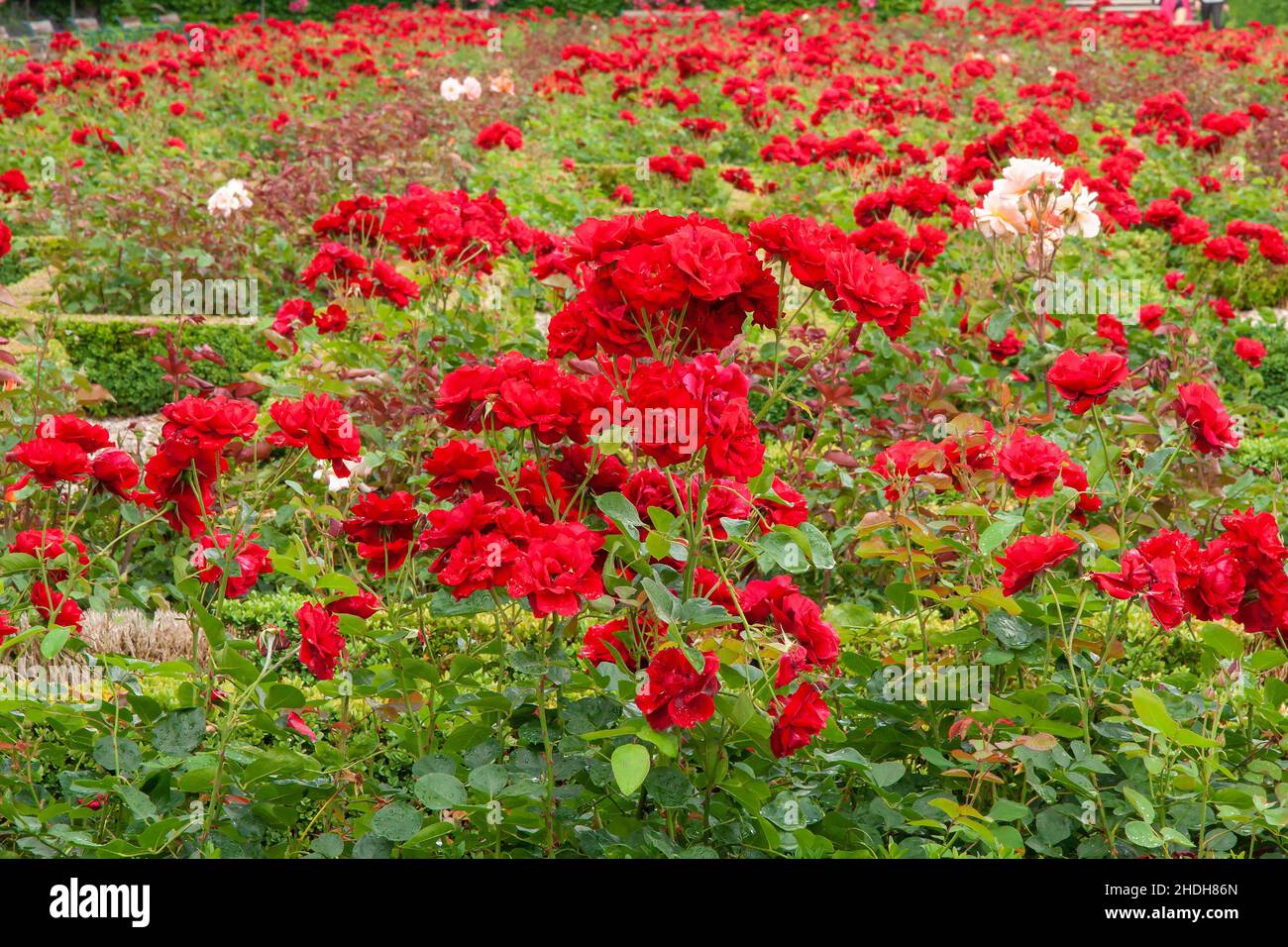 pétales de rose, jardin de roses, lit de roses, pétales de roses, jardin de roses,lits de roses Banque D'Images