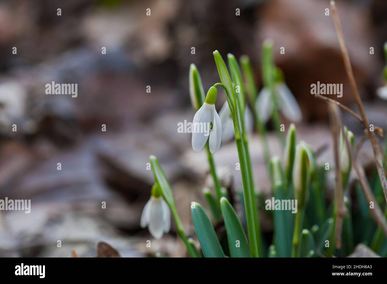 Fleurs de neige (Galanthus nivalis).Premières magnifiques chutes de neige au printemps.Floraison de gouttes de neige courantes.Il fleurit dans la forêt printanière.Chutes de neige en gros plan. Banque D'Images