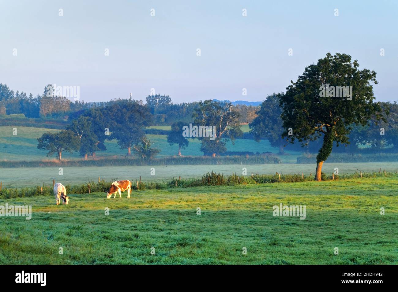 Royaume-Uni, Devon, pâturage du bétail dans la campagne près d'Axminster. Banque D'Images