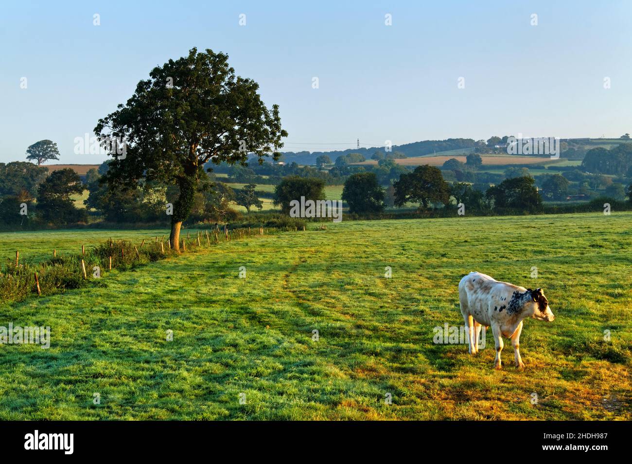 Royaume-Uni, Devon, vaches dans la campagne près d'Axminster. Banque D'Images