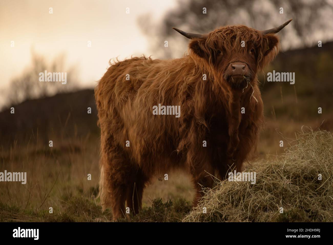 Highland Coo sur l'île de Skye en hiver 003 Banque D'Images