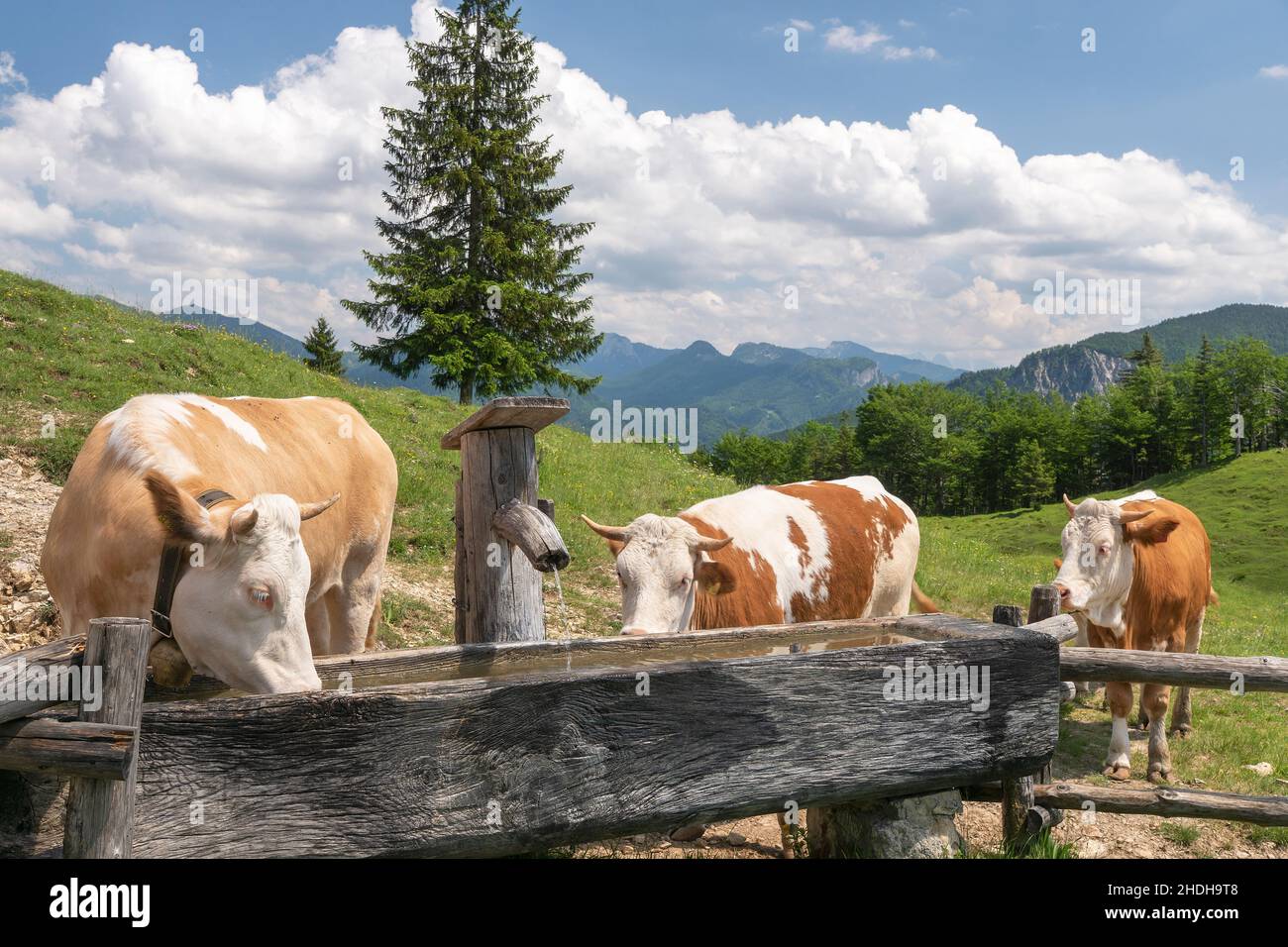 vaches, mangeoires, pâturages, vache, mangeoires,pâturage Banque D'Images