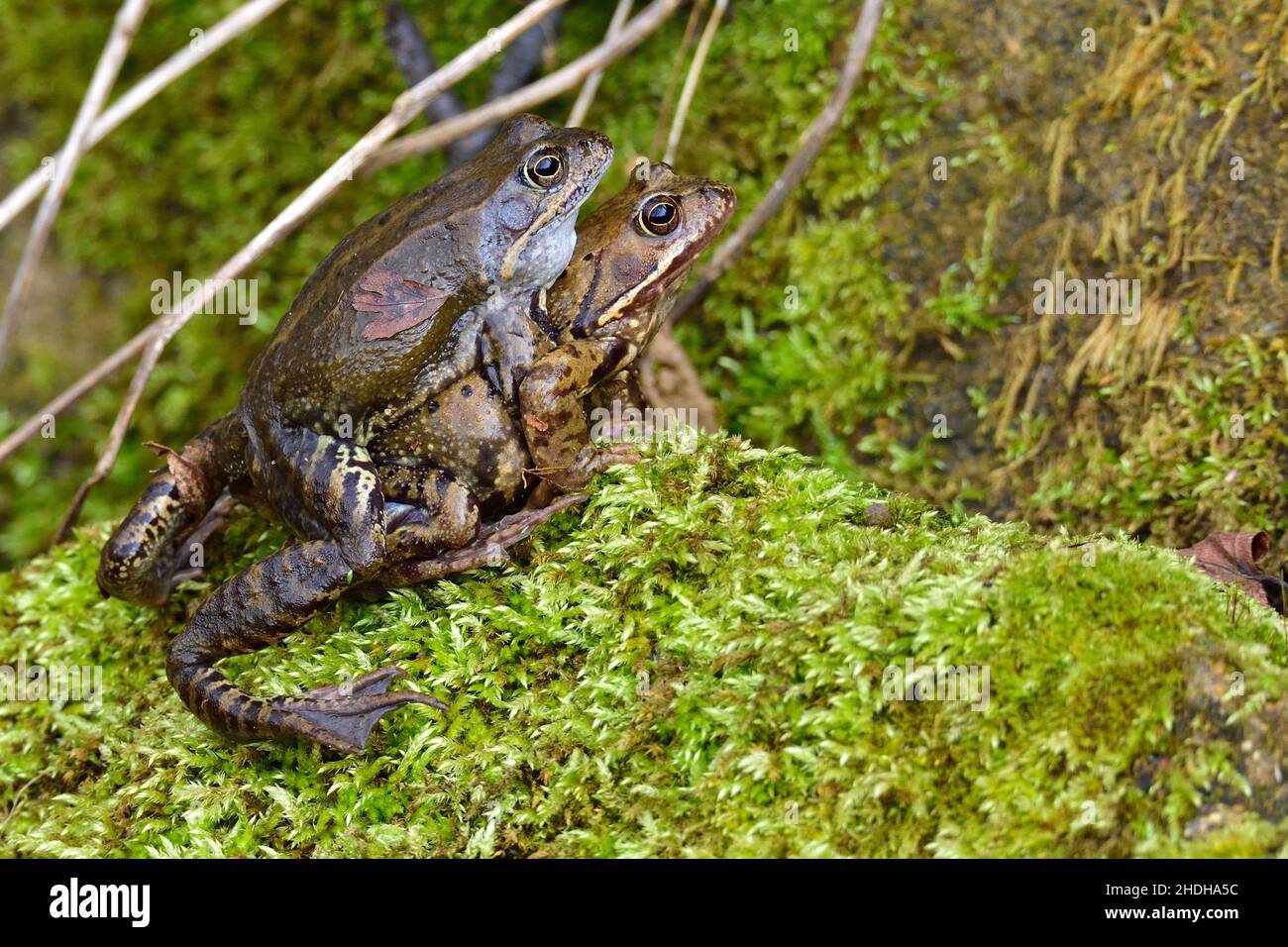 grenouille, reproduction, accouplement, grenouilles, reproductions Banque D'Images