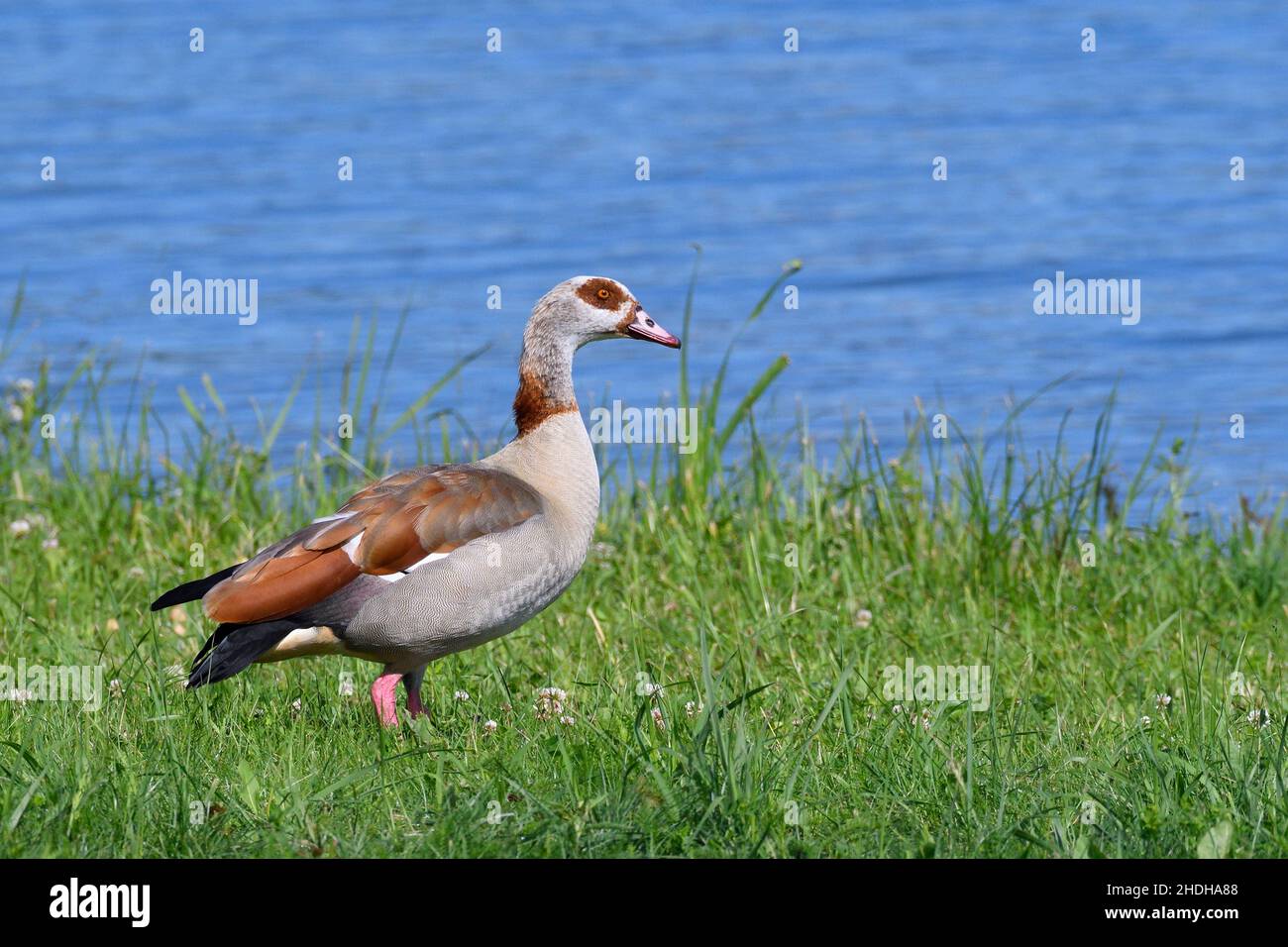 oie égyptienne, gooses égyptiennes Banque D'Images