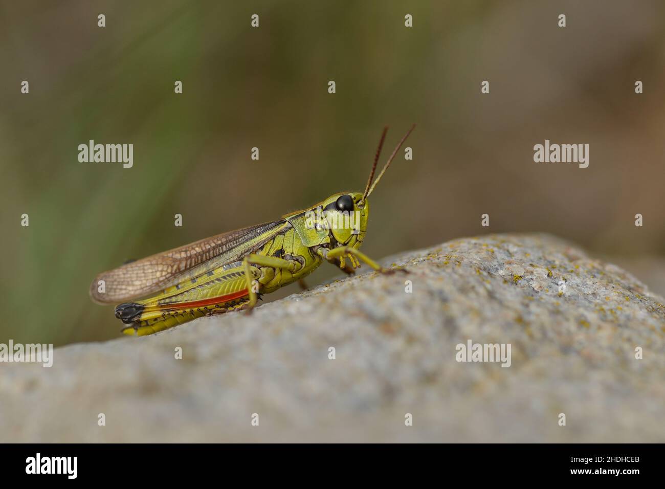 Le criquet grande Banque D'Images