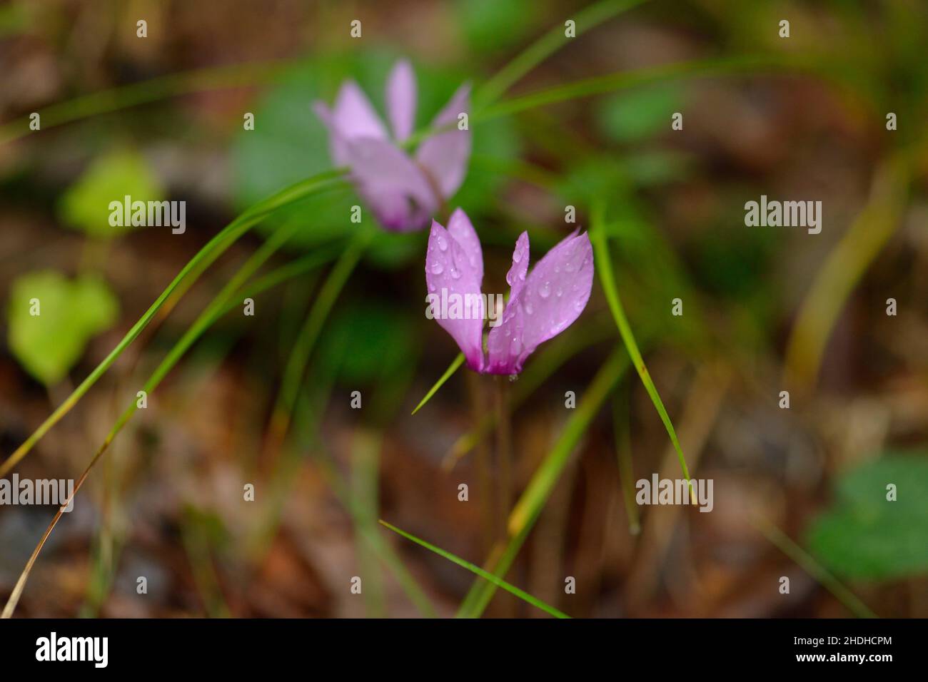 cyclamen, cyclamens Banque D'Images
