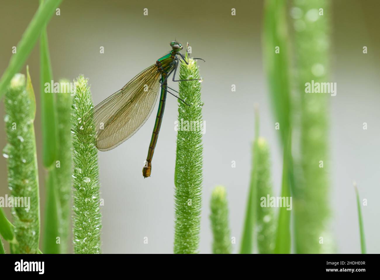 ailes, damselfly, aile, damselflies Banque D'Images ailes, damselfly, aile, damselflies Banque D'Images