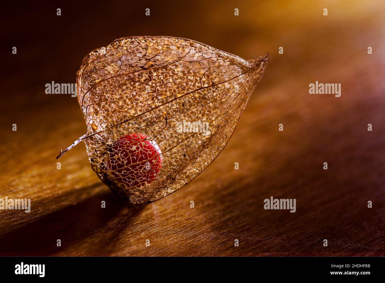 Physalis Banque D'Images