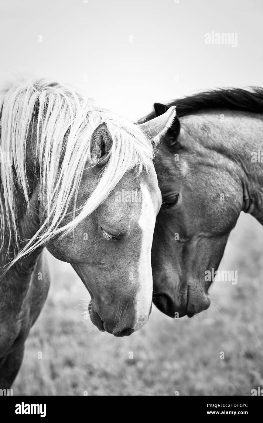 Quartier des chevaux affectueux en noir et blanc. Banque D'Images