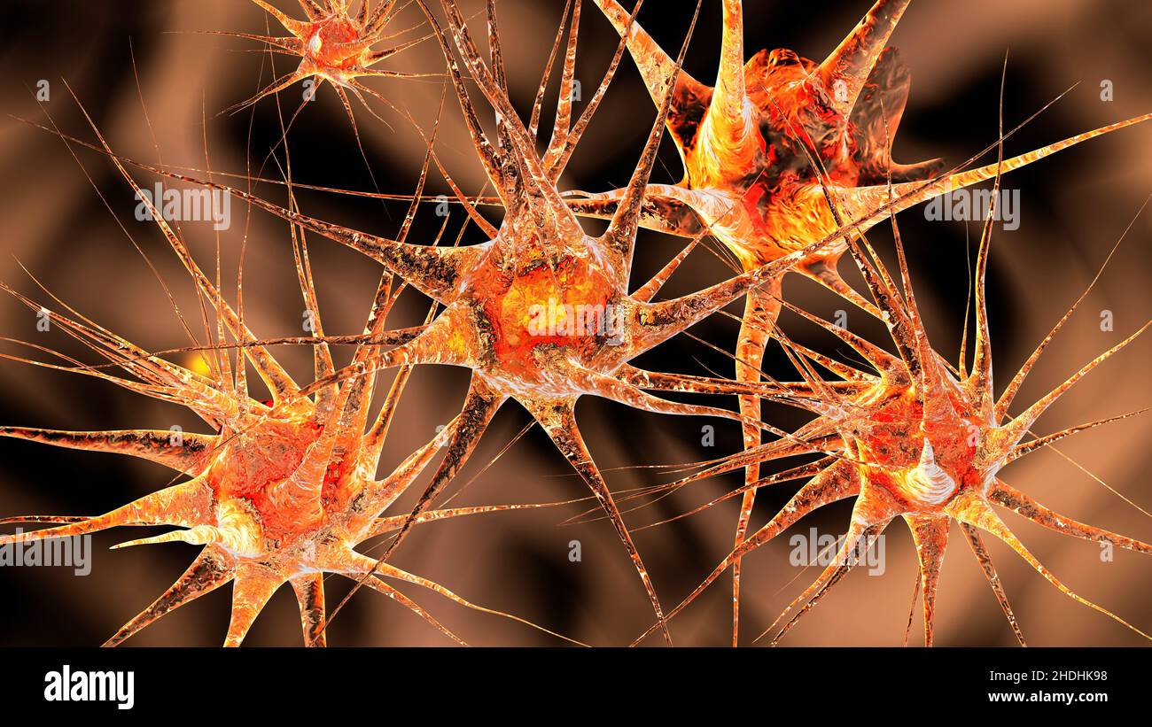 neurone, nerf, système nerveux, neurones, nerfs,systèmes nerveux Banque D'Images neurone, nerf, système nerveux, neurones, nerfs,systèmes nerveux Banque D'Images