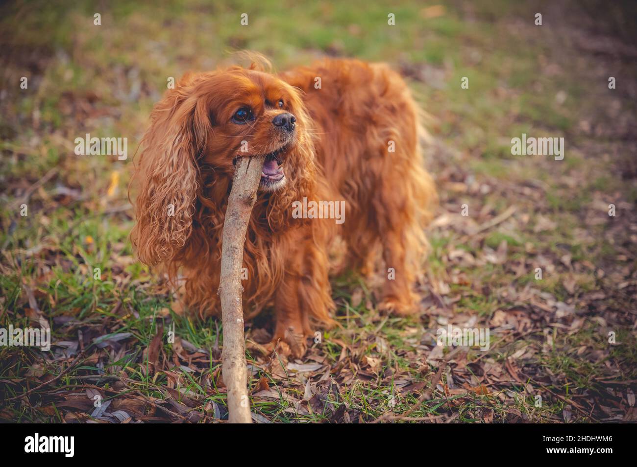 Cavalier King Charles Spaniel Chien Banque D'Images