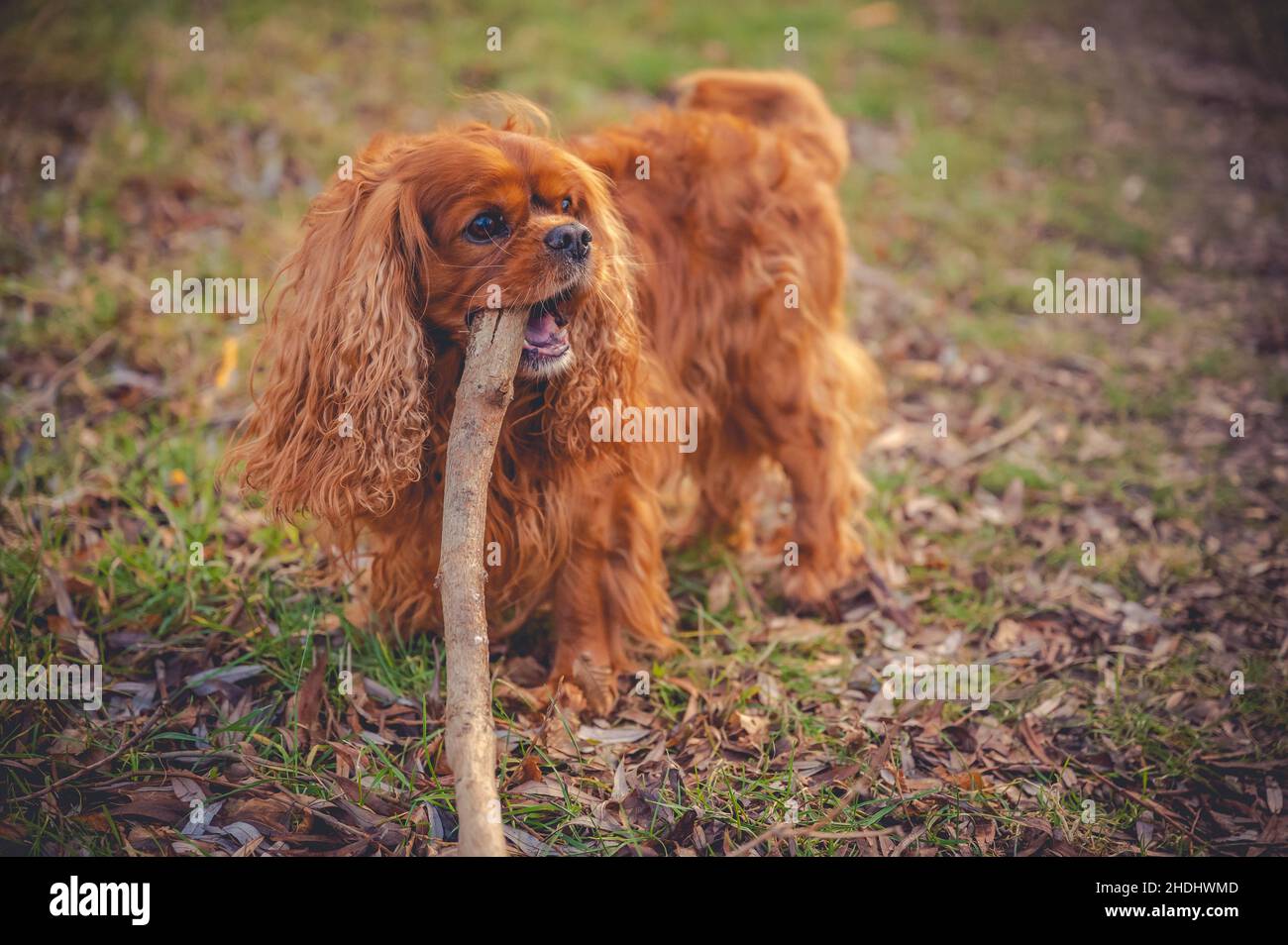 Cavalier King Charles Spaniel Chien Banque D'Images