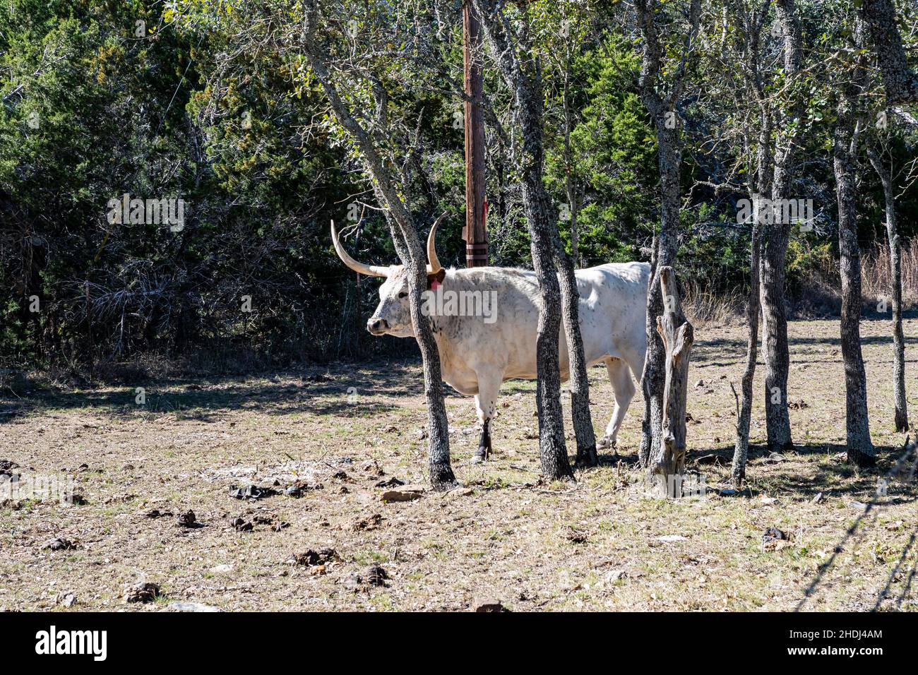 longhorns près du parc national de Longhorn Cavern, Texas Banque D'Images