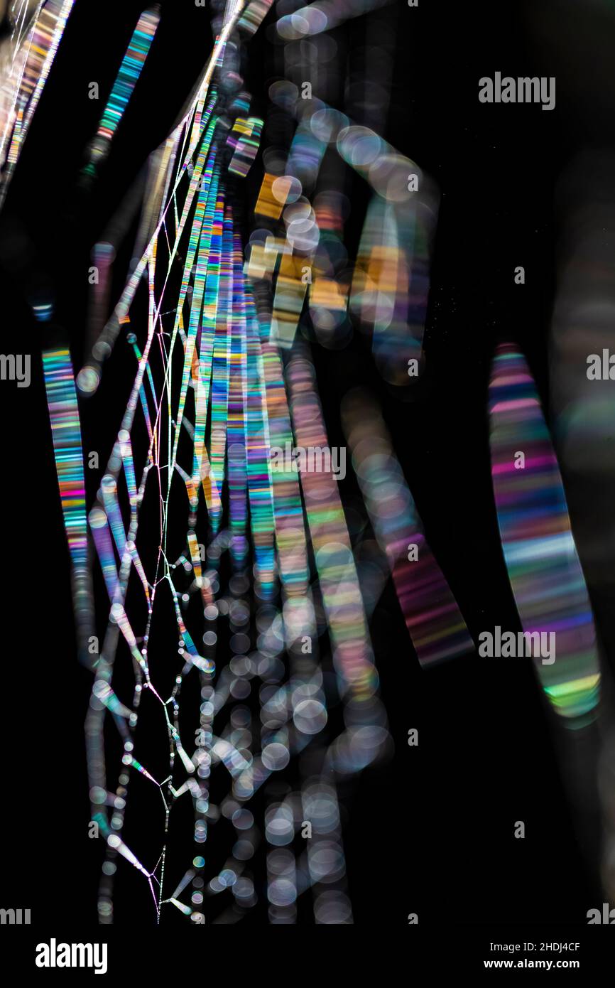 Diffraction prismatique sur une toile d'araignée tissée sur un arbre de séquoias dans le parc national Prairie Creek Redwoods, les parcs nationaux et nationaux Redwood, Californie Banque D'Images