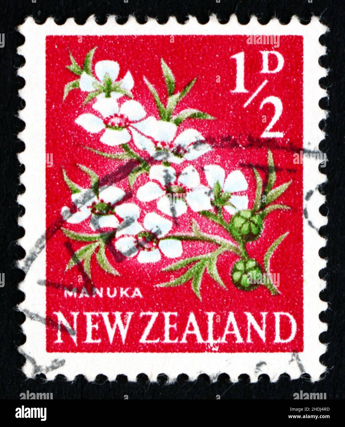 NOUVELLE-ZÉLANDE - VERS 1961: Un timbre imprimé en Nouvelle-Zélande montre Manuka Flower, Leptospermum scoparium, arbre à thé, vers 1961 Banque D'Images