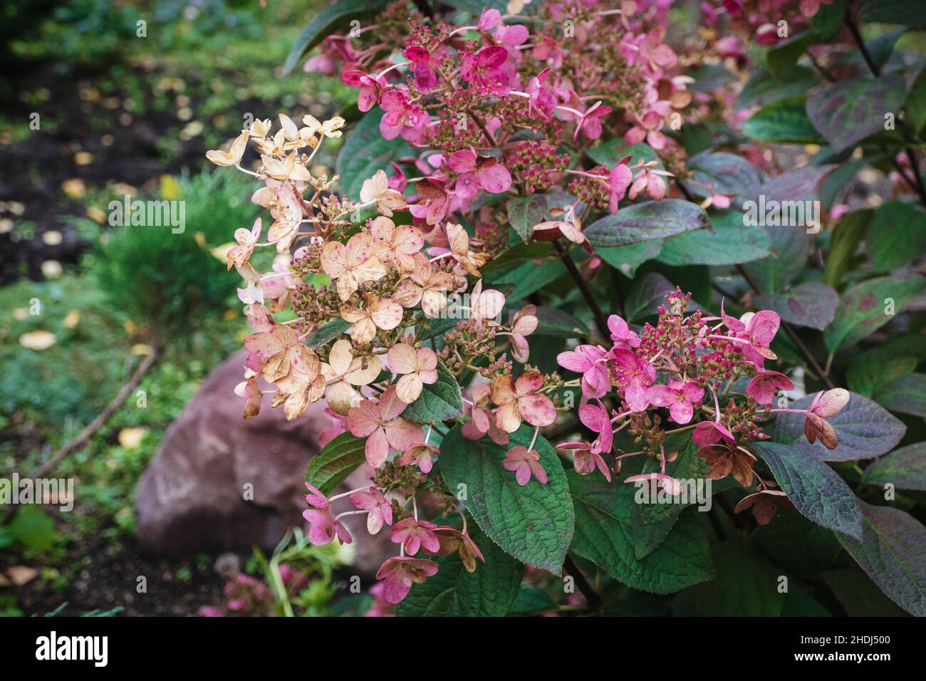 Hortensia paniculé - Hydrangea paniculata dans le jardin, plante à fleurs Banque D'Images