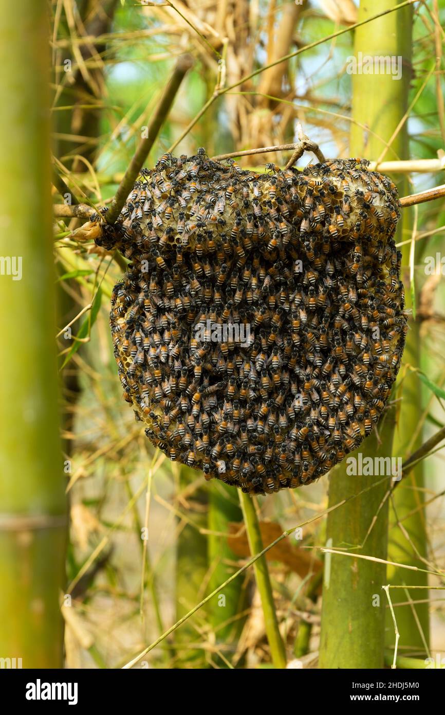 Colonie d'abeilles, essaim, nid d'abeilles, colonies d'abeilles,  ruche,essaim d'abeilles, essaim Photo Stock - Alamy