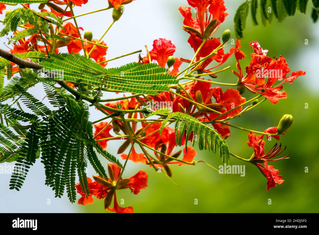 fleur, arbre de flamme, fleurs Banque D'Images