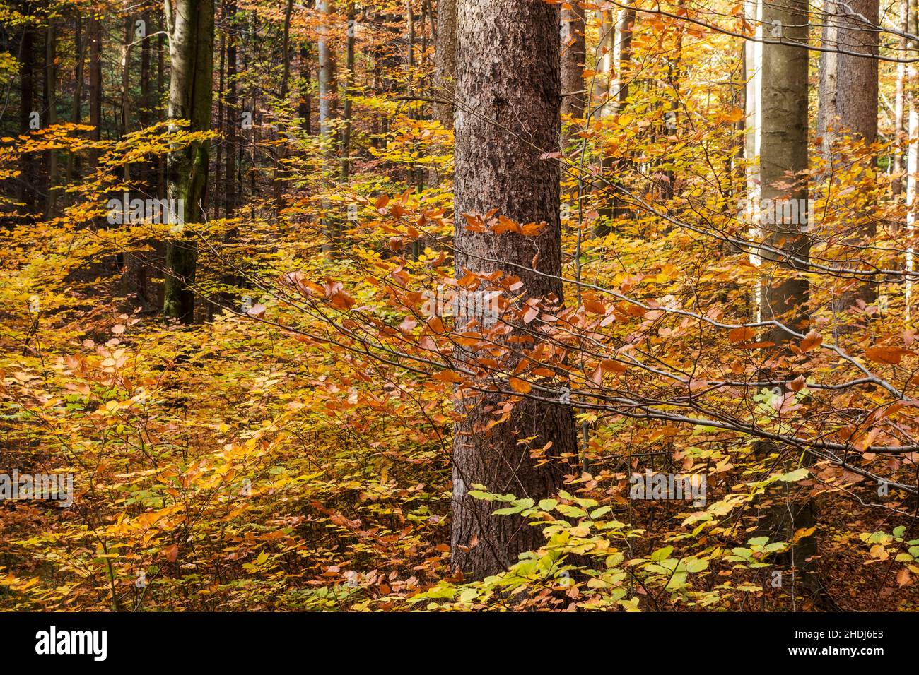automne, forêt à feuilles caduques, automne, forêts à feuilles caduques Banque D'Images