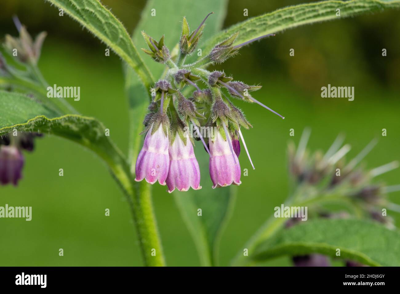 Gros plan de fleurs communes de comfrey (symphytum officinale) en fleurs Banque D'Images