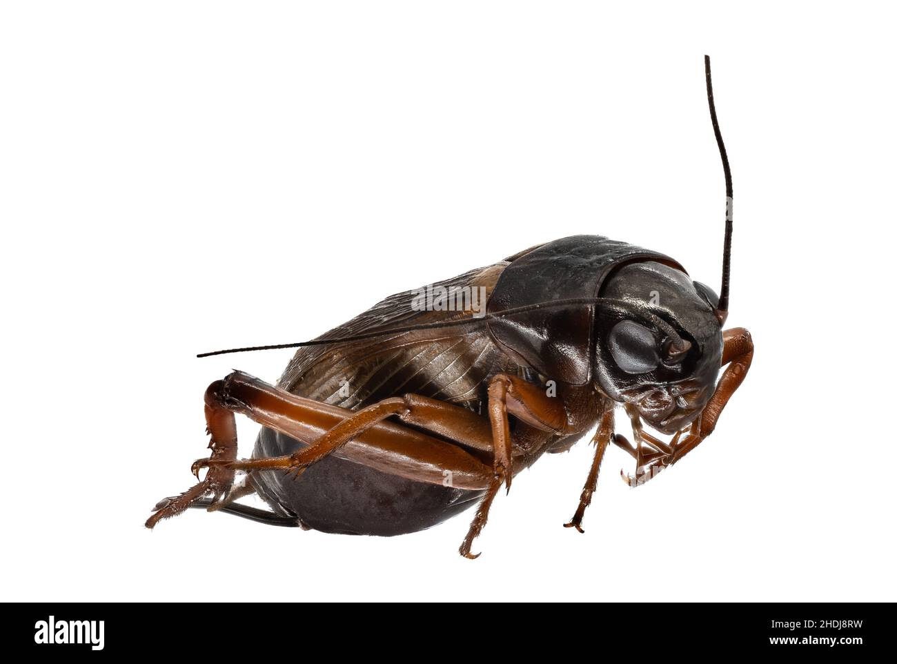 Pests insects Banque d'images détourées Alamy