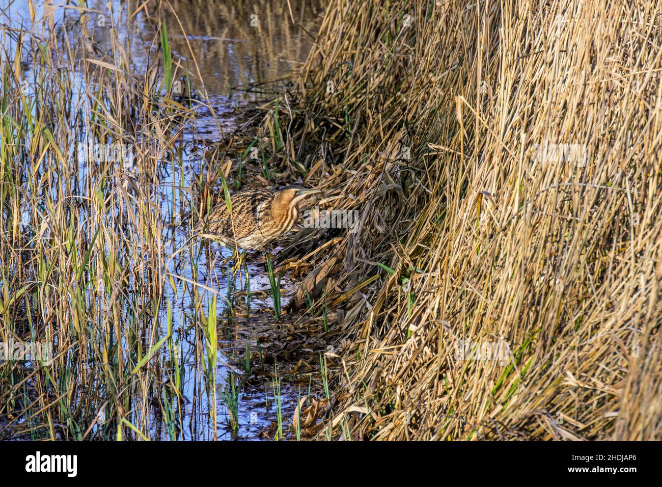 Sterne eurasien / grand sterne (Botaurus stellaris) entrant bien camouflé dense roseaux lit / reedbed le long de la rive du lac en hiver Banque D'Images