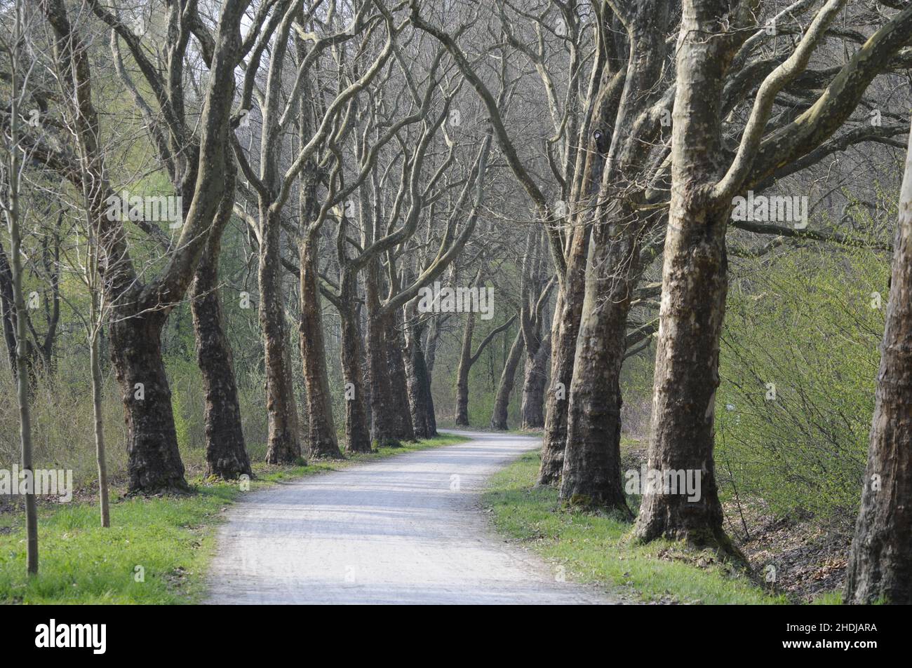 allée, trist, complètement chauve, allées, tristes,bald complètement Banque D'Images