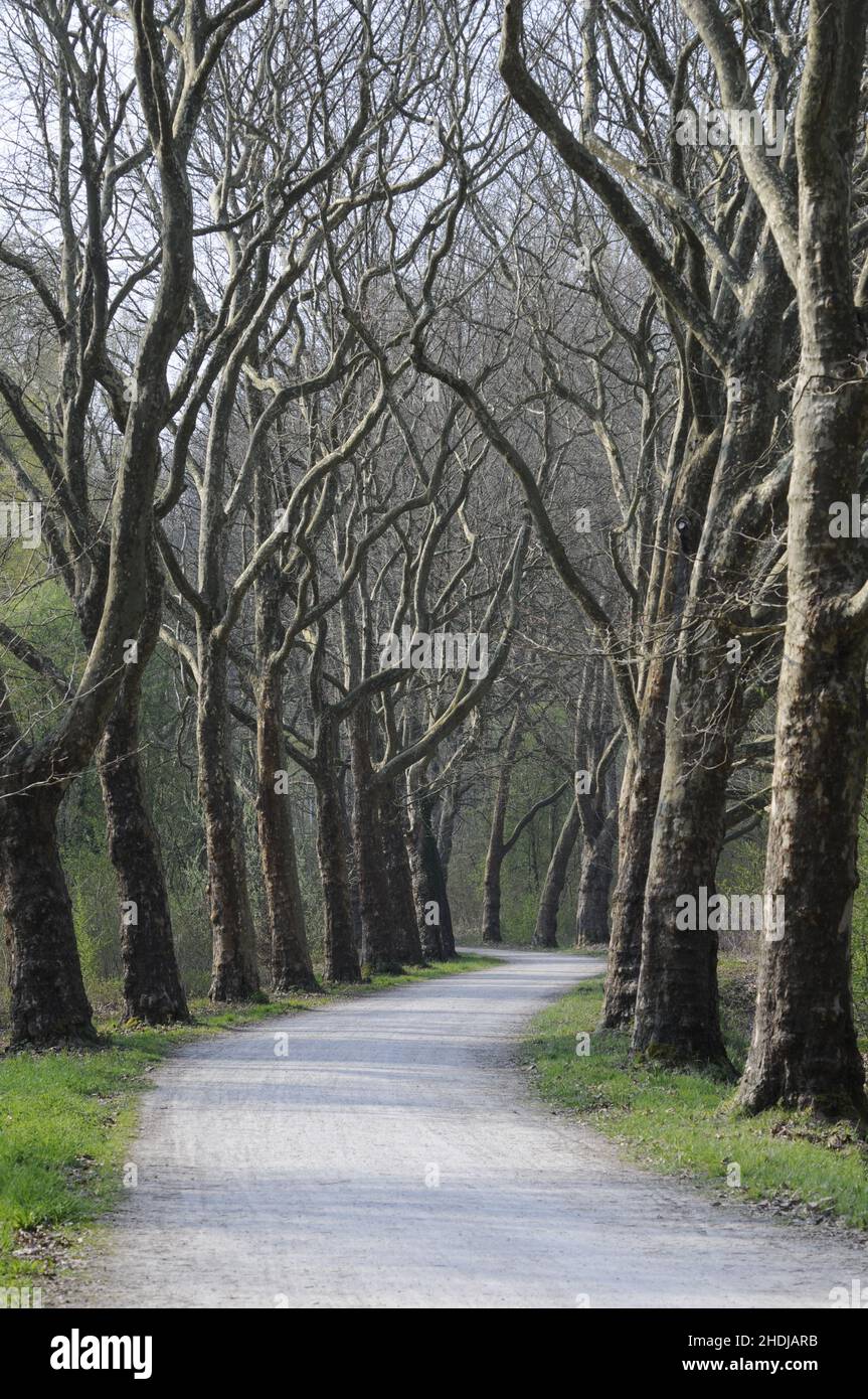 allée, trist, complètement chauve, allées, tristes,bald complètement Banque D'Images