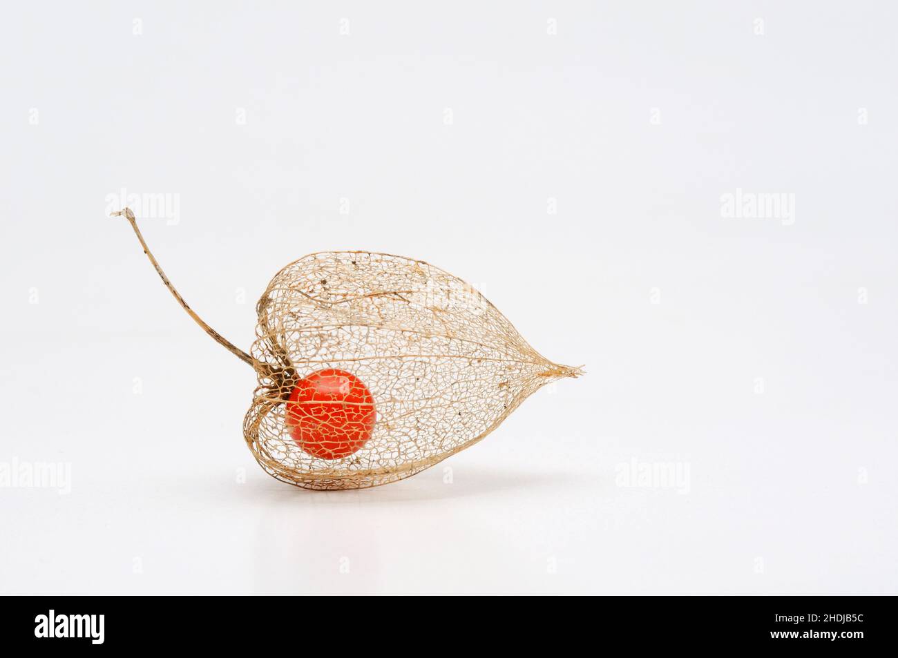 Physalis Banque D'Images