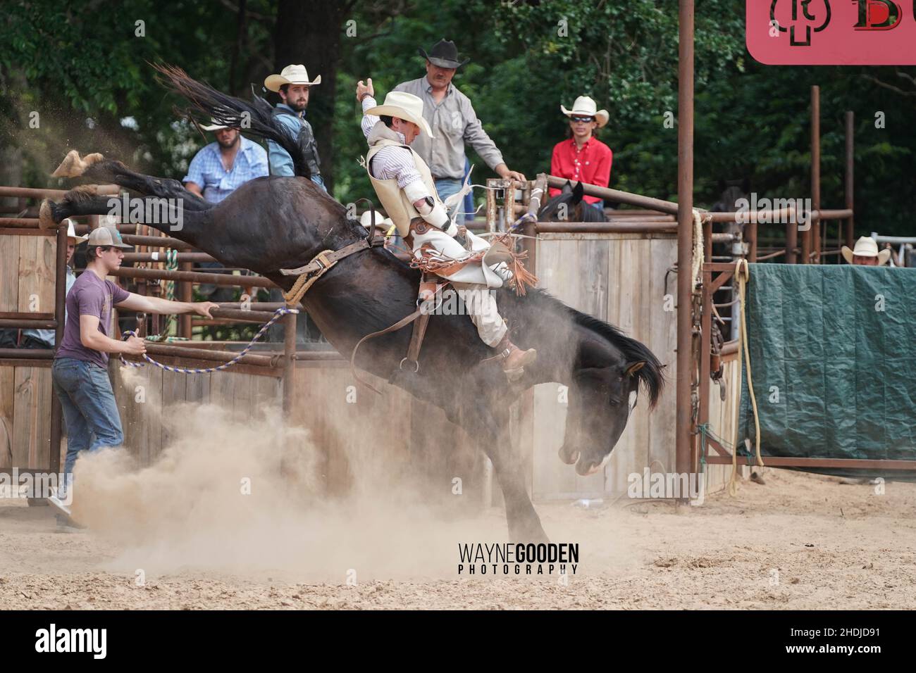 Rodeo Cowboy High Kicking Bareback Bronc lors d'une journée poussiéreuse au Texas Banque D'Images