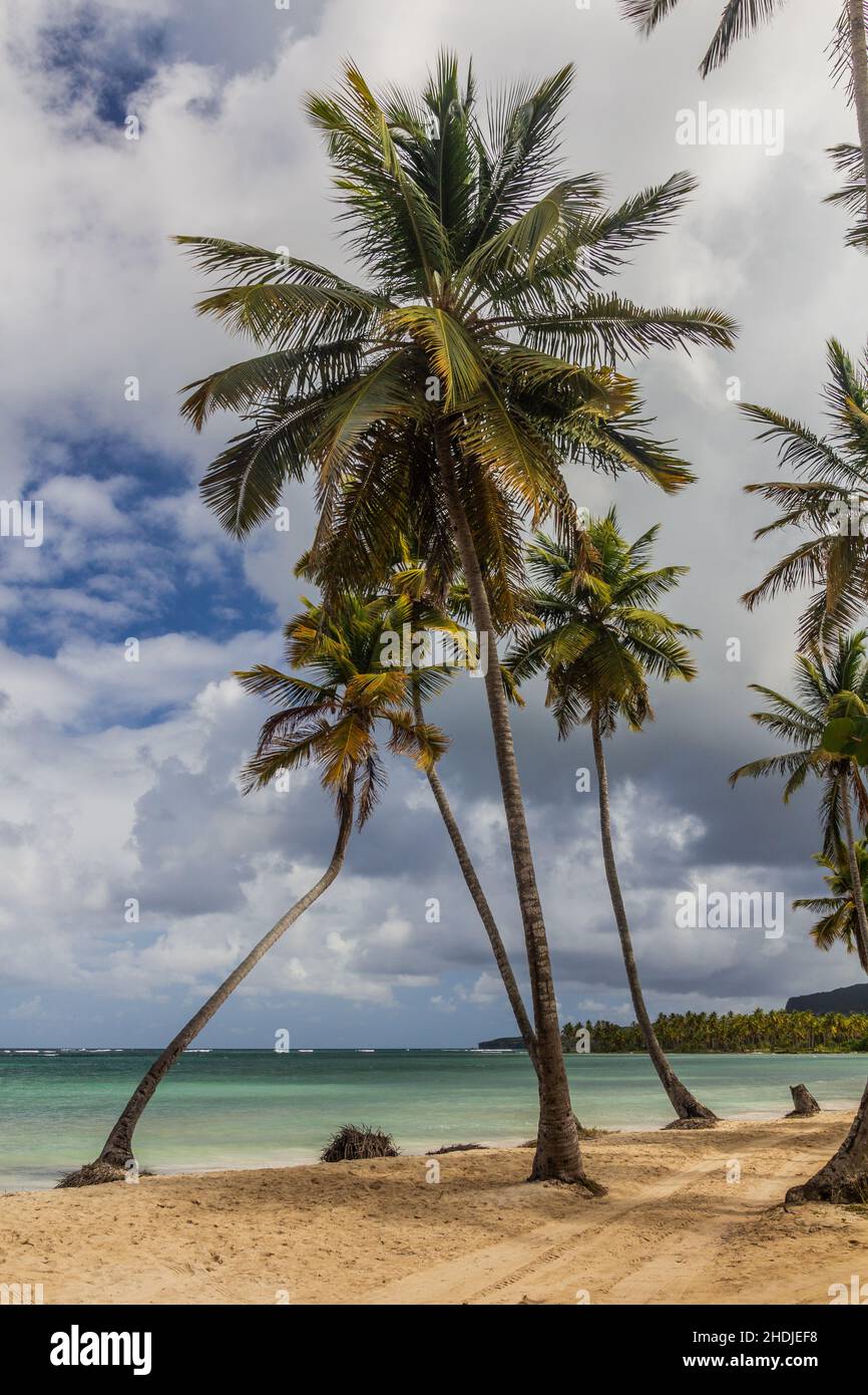 Palmiers sur une plage de Las Galeras, République Dominicaine Banque D'Images