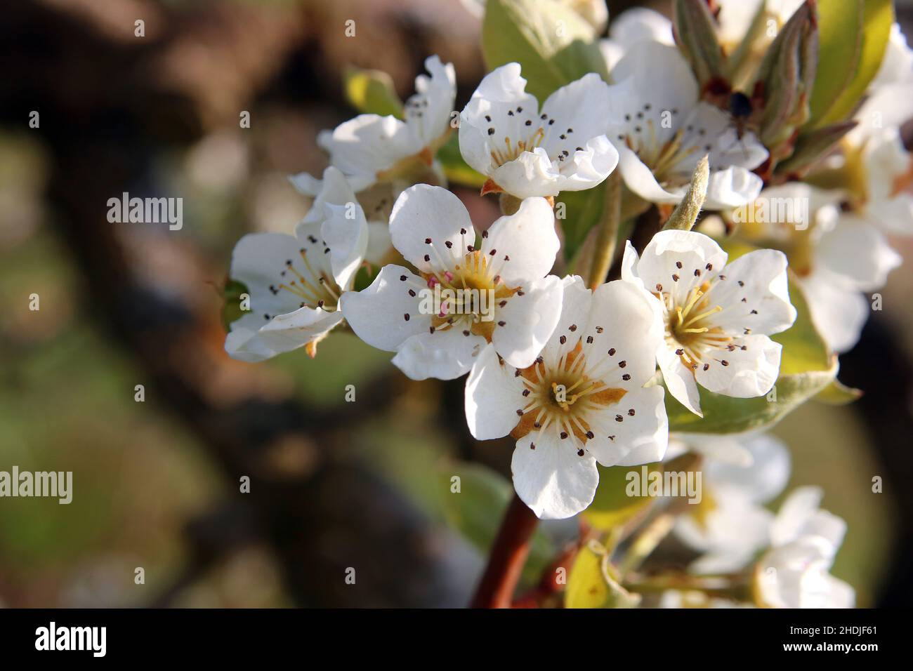 fleurs d'arbres fruitiers, fleurs de poires, fleurs de poires Banque D'Images