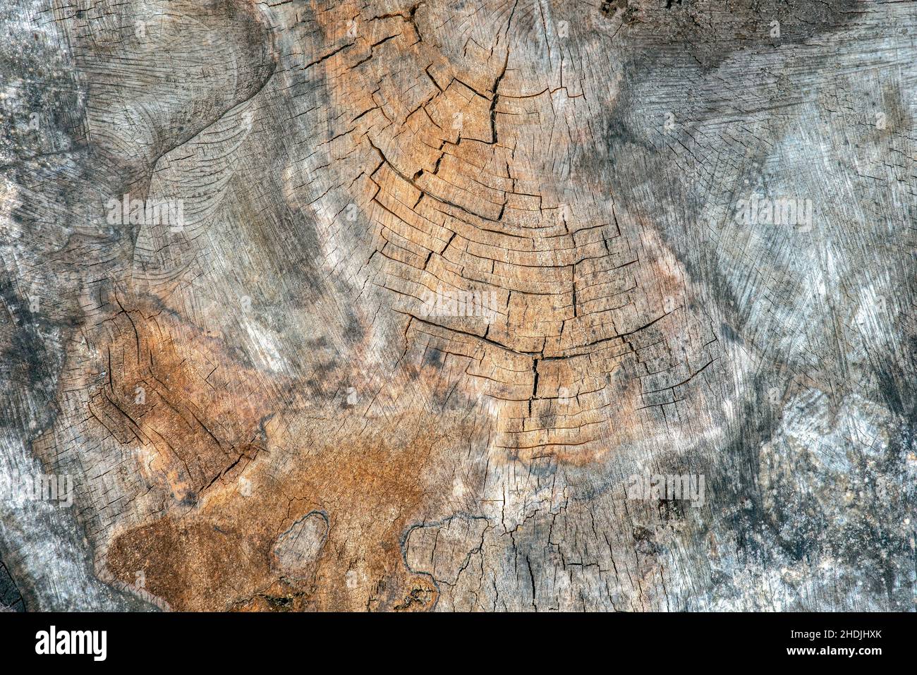 La surface du bois est fissurée et moisie.Texture d'un vieux moignon d'arbre avec des fissures profondes et des nœuds rapprochés Banque D'Images