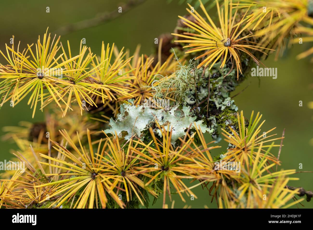 Gros plan de lichen poussant sur la branche d'un mélèze japonais Larix kaempferi arbre en automne à Westonbirt Arboretum, Gloucestershire, Royaume-Uni Banque D'Images