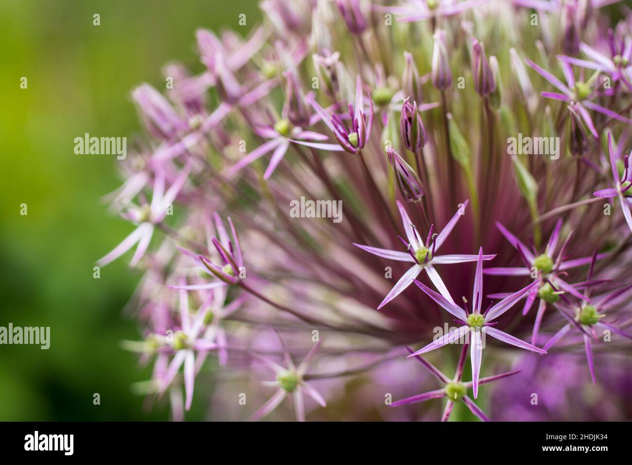 filigrane, allium, filigrees, alliums Banque D'Images
