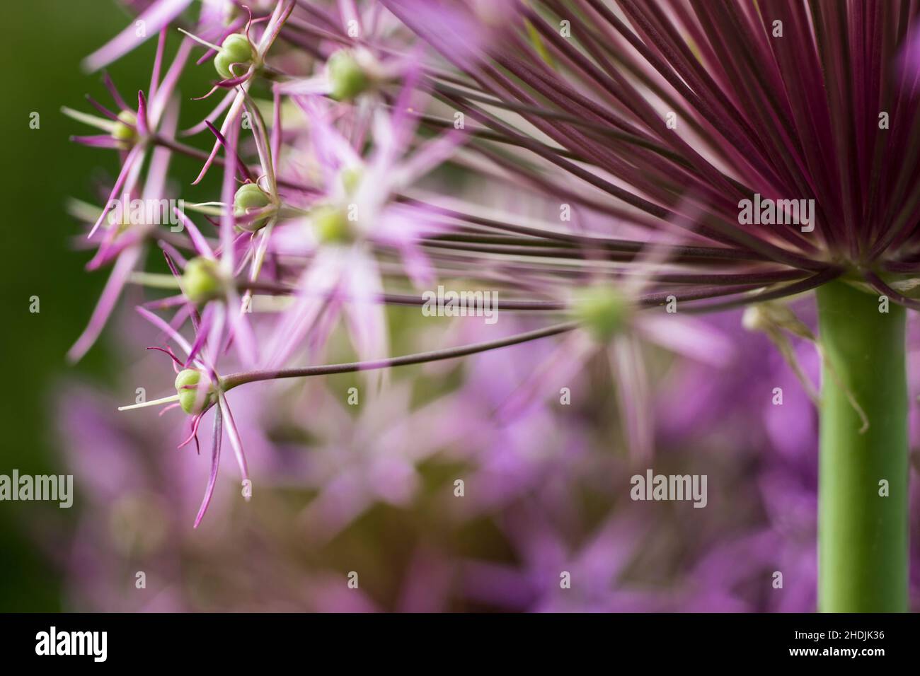 fleurs, pourpre, filigrane, fleurs, lila,violons, filigrées Banque D'Images