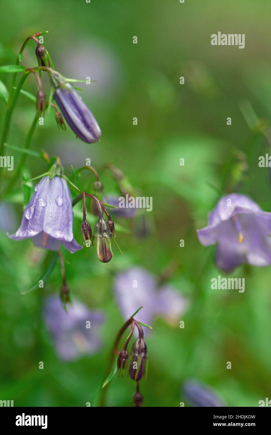 filigree, campanula, filigrees, campanules Banque D'Images