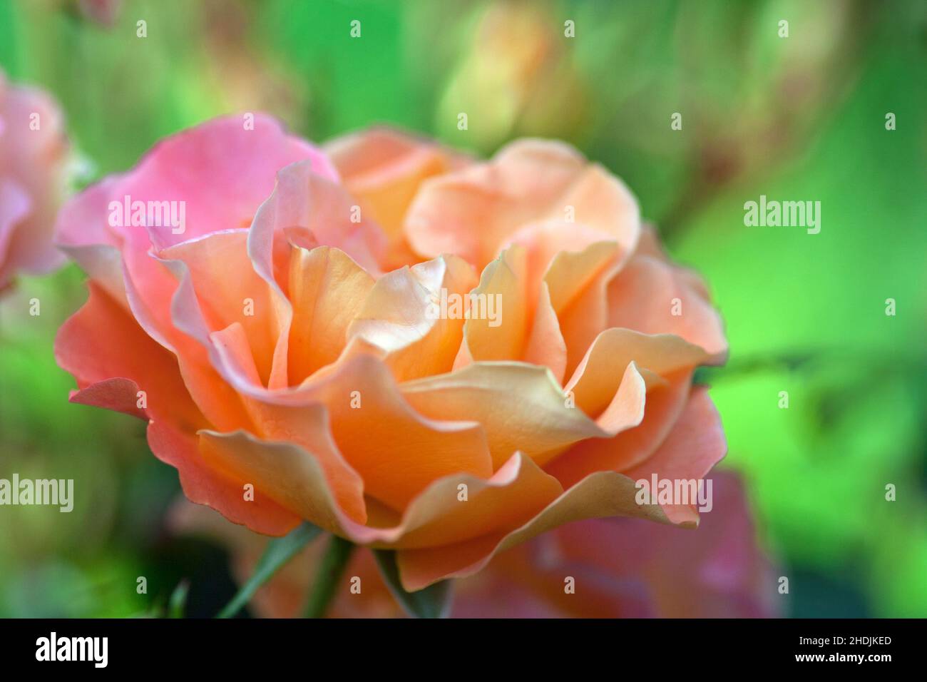 pétales de rose, pétales de rose Banque D'Images