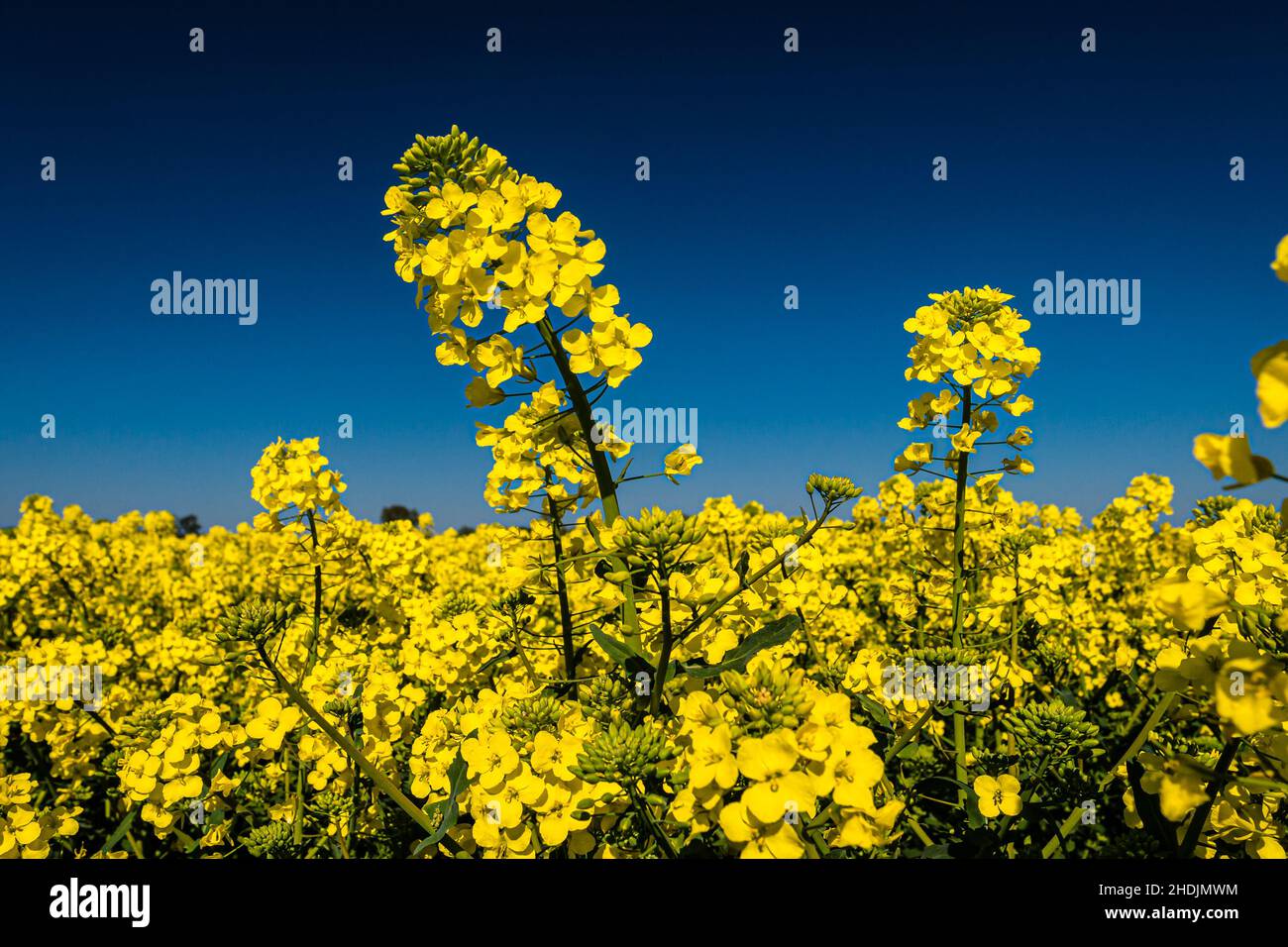 Fleurs jaunes sur ciel bleu foncé Banque D'Images