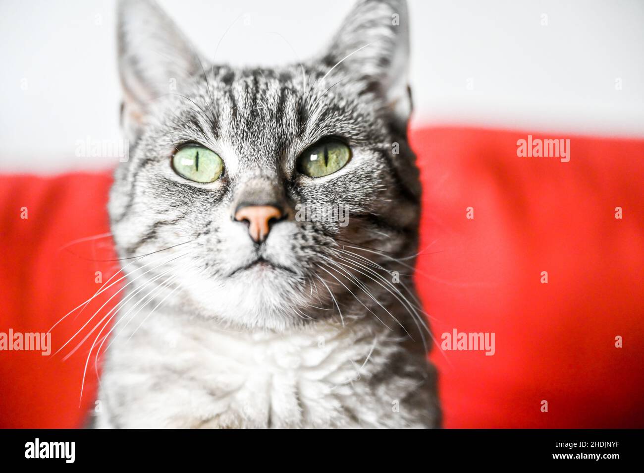 Portrait d'un chat gris d'Europe à courte vue avec des rayures noires et des yeux verts Banque D'Images