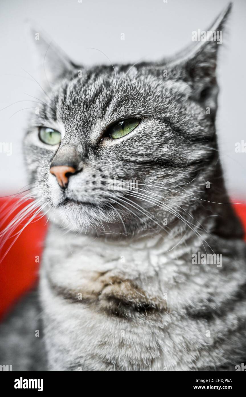 Portrait d'un chat gris d'Europe à courte vue avec des rayures noires et des yeux verts Banque D'Images