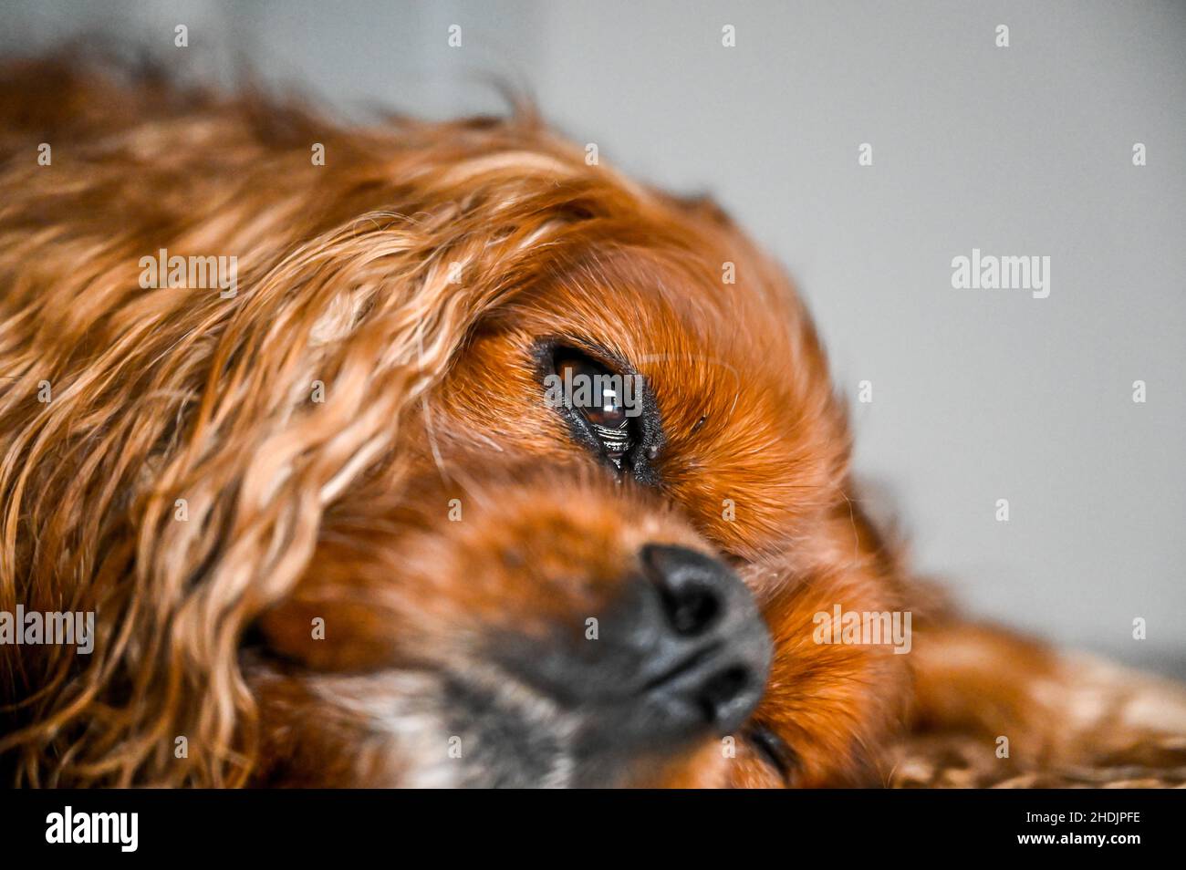 Un chien de la race cavalier King Charles est couché sur le sol et veut dormir à Hanovre en Allemagne Banque D'Images