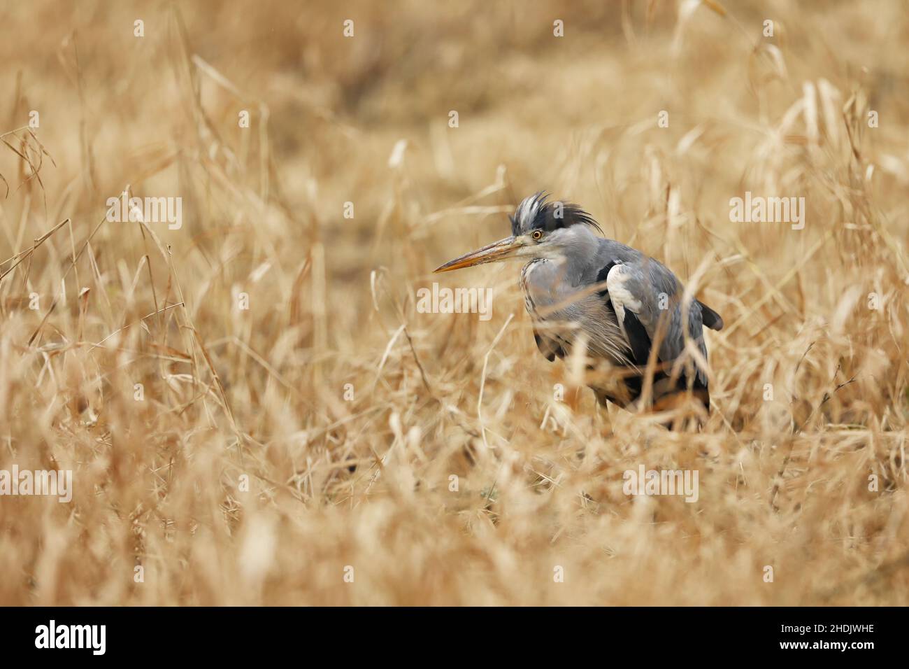 Héron gris, Ardea cinerea, oiseau assis dans l'herbe de marais jaune, animal dans l'habitat naturel Banque D'Images