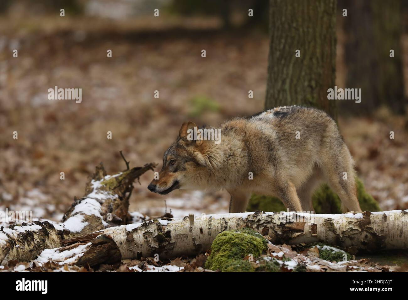 Détail portrait de loup gris dans la forêt. Scène de la faune du nord de l'Europe. Canis lupus Banque D'Images